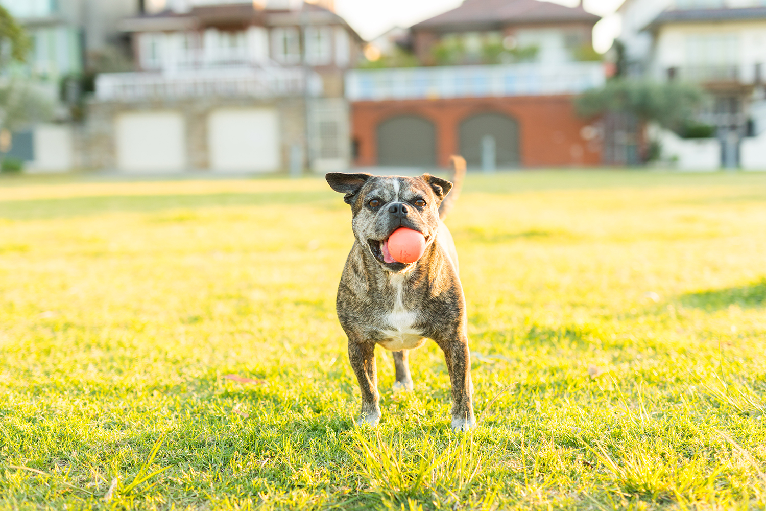 Animals | City of Canada Bay Council